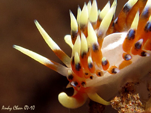 Nudibranch - on Canon S 90 by Andy Chan 